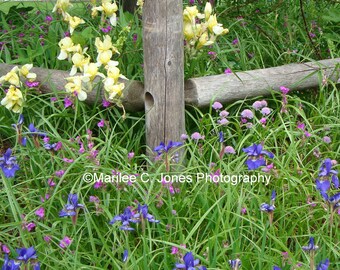 Wildflowers and Split Rail Fence Fine Art Vermont Photo Print: Multiple Sizes Available