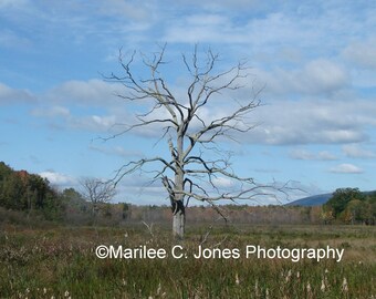 Driftwood Tree in the Meadow Fine Art Vermont Photo Print: Multiple Sizes Available