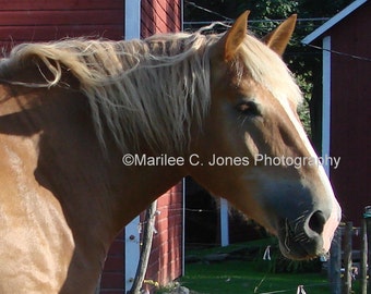Belgian Horse Fine Art Vermont Photo Print: Multiple Sizes Available
