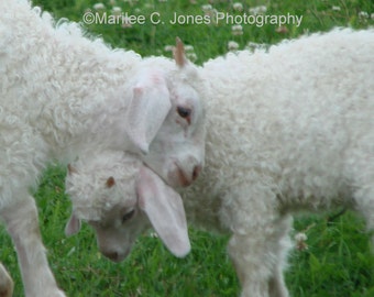 Angora Goat Hug Fine Art Vermont Photo Print: Multiple Sizes Available