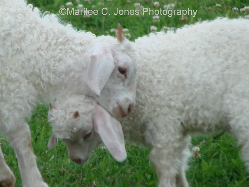 Angora Goat Hug Fine Art Vermont Photo Print: Multiple Sizes Available image 1