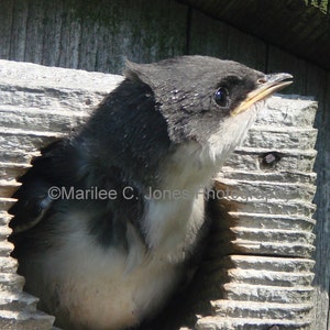 May include: A close-up of a baby bird peeking out of a wooden birdhouse. The bird has black feathers on its head and white feathers on its body. The birdhouse is made of weathered wood.