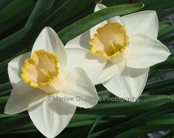 Twin Daffodils Fine Art Vermont Photo Print: Multiple Sizes Available