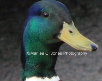 Mr. Mallard Duck Fine Art Vermont Photo Print: Multiple Sizes Available