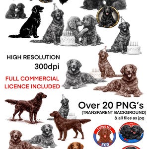 May include: Digital illustrations of Flat-Coated Retrievers in various poses, including standing, sitting, and with birthday cakes. The image includes text that reads "HIGH RESOLUTION 300dpi" and "FULL COMMERCIAL LICENCE INCLUDED". There are over 20 PNG's.