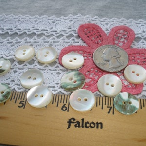 15MM Green Snail Shell Buttons Natural 5/8