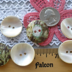 25MM Green Snail Shell Buttons Natural 1 inch 40L Pearly sewing 2 hole sew on curved front flat backs trochus shell trocas rare beige lustre