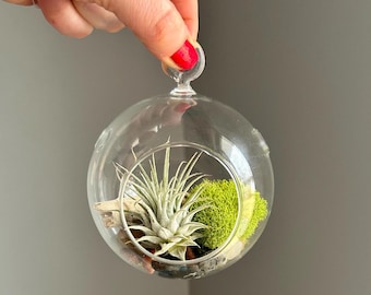 Terrario colgante con forma de globo y plantas de aire: madera flotante y guijarros de playa