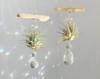 Driftwood & Air Plant Prism Suncatcher