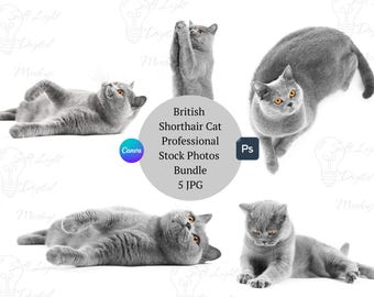Fotos de archivo de gatos British Shorthair, paquete de fotografía de gatos grises, imágenes JPG de gatos, fotos de mascotas para Canva y Photoshop, 5 JPG, sin IA