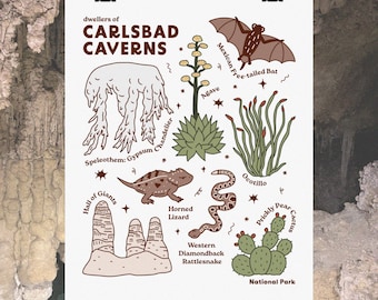 Carlsbad Caverns National Park Poster: Desert Plants & Animals Art Print, New Mexico Caving Wall Art, Educational Nature Illustration