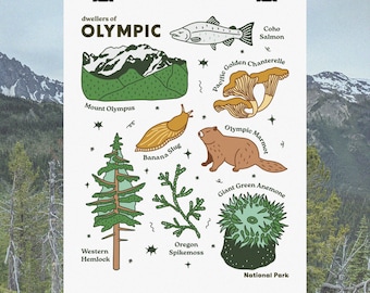 Olympic National Park Poster: Pacific Northwest Plants & Animals Art Print, Washington Nature Wall Art, Educational Illustration