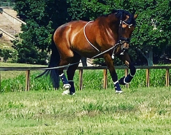 Equine Evolution Longeing System                                                 One size fits all  10-18 hands