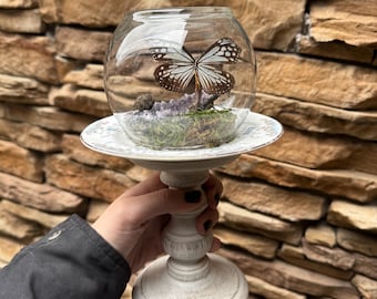 Mariposa preservada: Terrario de cristal de amatista de 7” x 4”