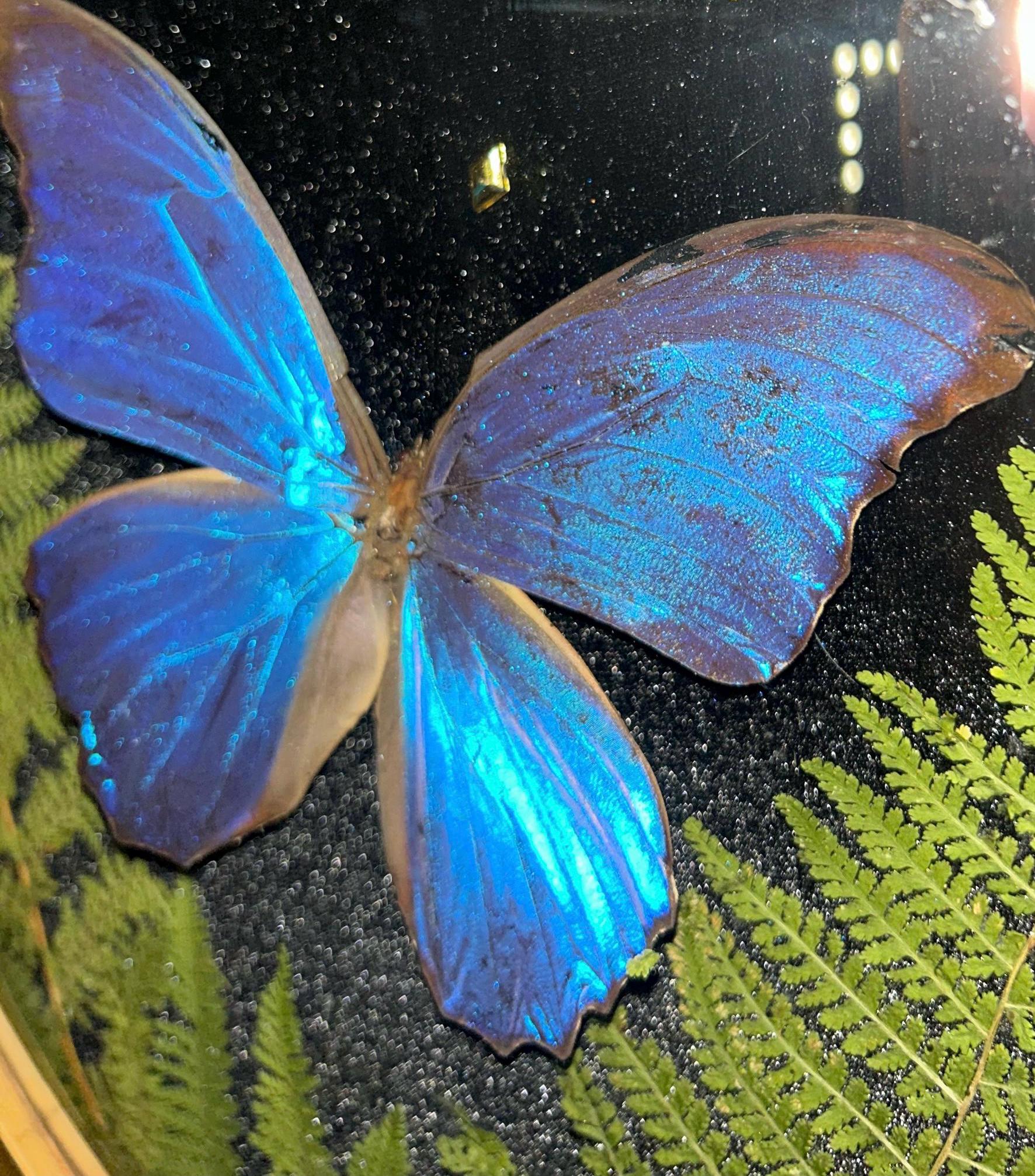 Preserved Blue Morpho Butterfly Display, 1920s Antique Dome Frame