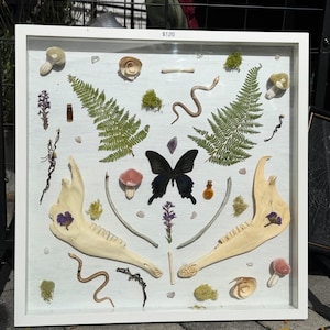 May include: A framed artwork displaying a curated collection of natural items. It features a black butterfly, fern leaves, mushrooms, bones, and small glass bottles. The background is a light, textured surface within a white frame.
