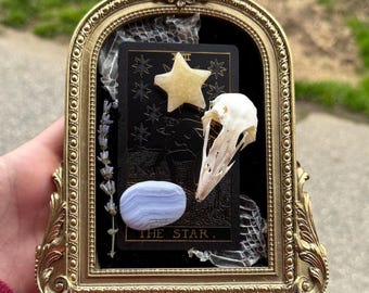 Cráneo de faisán preservado en marco dorado redondeado: cristales, piel de serpiente mudada y la carta del Tarot de la estrella.