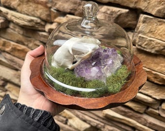 Cráneo de lince rojo conservado en un terrario con forma de cúpula. Musgo, amatista. Objetos curiosos.