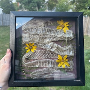 May include: A square black shadow box frame containing a translucent, textured snake shed skin arranged in a winding pattern. The display features three pressed yellow flowers and green fern fronds set against a dark purple background.