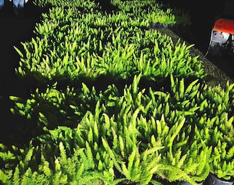 fox tail Fern 3gallon