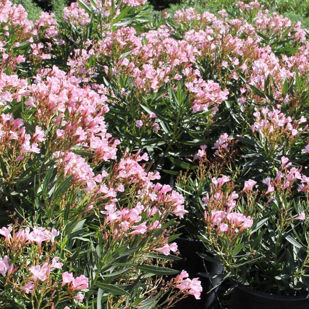 Dwarf Pink Oleander - Etsy