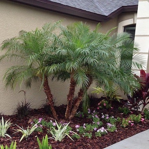 May include: A lush garden bed featuring several small palm trees with green fronds and brown trunks. The bed is filled with various plants, including purple and pink flowering plants, and dark mulch. The garden is next to a beige building.
