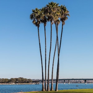 Mexican fan palm tree