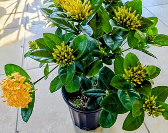 yellow Ixoras shrubs