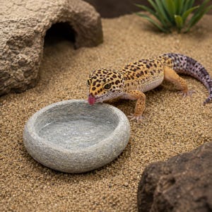 May include: A leopard gecko with yellow and black spotted skin drinking from a small, round, grey stone-textured water bowl. The lizard has a long, patterned tail and is positioned on a sandy surface near a rock cave and a small green plant.