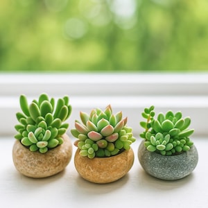 May include: Three small succulent plants in rounded stone pots. The succulents are various shades of green, with one having pink-tinged leaves. The pots are in shades of tan and gray. The background is a blurred green.