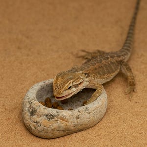 Natural Stone Bearded Dragon Bowl | Reptile Food Dish | Veggie Cup | Water Bowl | Terrarium Rock Dish