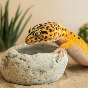 May include: A leopard gecko with a yellow and black spotted pattern, near a textured, light-coloured stone bowl. The gecko's eye is in focus, with sand and a hint of greenery in the background.
