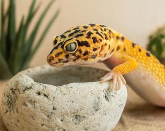 Natural Stone Gecko Bowl | Leopard Gecko Feeding Dish | Reptile Water Bowl | Calcium Cup | Terrarium Decor Dish