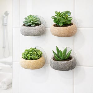 Pode incluir: Quatro pequenos vasos redondos, semelhantes a pedras, com ventosas transparentes, cada um com uma planta suculenta diferente. Os vasos são em tons de cinza e bege, e as plantas são em vários tons de verde. Os vasos estão montados numa parede de azulejos brancos.