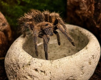 Tarantula Water Dish | Natural River Stone Bowl | Mini Pebble Water Dish | Handmade Rock Decor for Baby Tarantulas & Slings