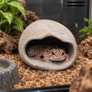 May include: A leopard gecko with brown and black spots resting inside a smooth, grey, dome-shaped stone hide. The reptile has a wide head, large dark eyes, and a patterned body, positioned within the hollow opening of the rock structure.