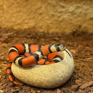 May include: A colourful snake with orange, black, and white bands, curled inside a smooth, beige stone bowl. The snake's scales have a striking pattern. The background is a blurred mix of brown and beige, suggesting a natural habitat.