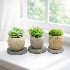 May include: Three small potted plants on a windowsill. The plants are in textured, stone-like pots, each sitting on a grey, round stone. The plants include a succulent, a fern, and a moss-like plant. The background shows a window with a white frame.