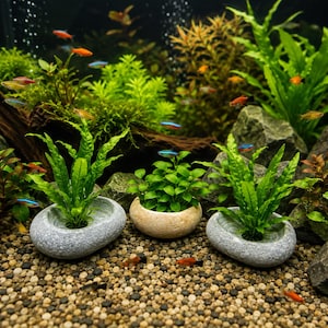 Peut inclure: Trois jardinières en pierre contenant des plantes aquatiques vertes posées sur un substrat de gravier dans un aquarium. Deux jardinières sont plates, grises et ovales, tandis que celle du centre est un bol en pierre beige arrondi. Des poissons nagent.
