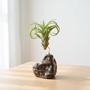 areca palm advantages Areca Palm