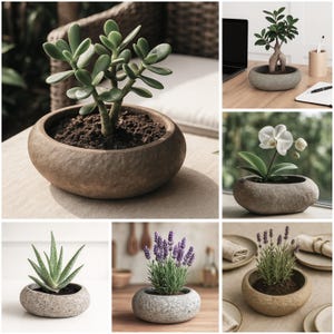 Może przedstawiać: Kolaż roślin doniczkowych w owalnych donicach. Rośliny obejmują roślinę jadeitu, drzewko bonsai, storczyka, aloes i lawendę. Donice są w różnych odcieniach szarości i brązu.