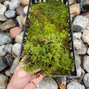 May include: Fresh green moss in a black plastic tray, with a handful of moss held up in front. The moss is a vibrant green color, with some brown patches. The background is a collection of smooth, gray and brown river rocks.