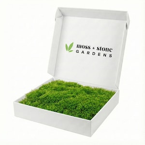 May include: A white box with the text "moss & stone GARDENS" on the inside lid, filled with vibrant green moss. The moss is lush and covers the entire bottom of the box, creating a natural, textured appearance.