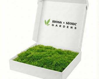 1 Sq Ft Live Sheet Moss (Hypnum imponens)