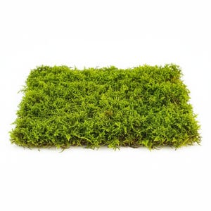 May include: A rectangular patch of vibrant green moss, densely packed with small, textured leaves. The moss is a bright, natural green color, and the image is set against a clean white background. This item is ideal for craft projects or home decor.