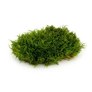 Live Tree Apron Moss for Terrariums & Vivariums (Anomodon attenuatus)