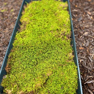May include: A rectangular, dark green tray filled with vibrant green moss. The moss is lush and textured, with hints of brown. The tray is set against a backdrop of brown mulch, creating a natural, earthy aesthetic.