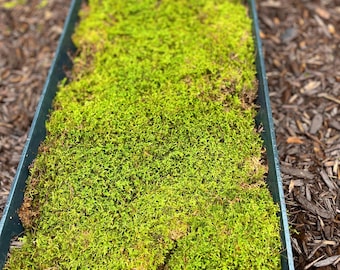Live Sheet Moss – Hypnum imponens, Terrarium & Vivarium Moss