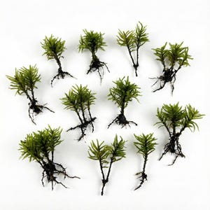 Live Tree Moss (25 trees) for Terrariums & Vivariums (Climacium dendroides)