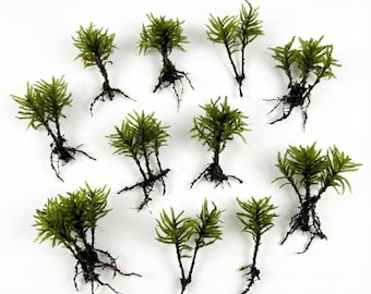 Live Tree Moss (25 trees) for Terrariums & Vivariums (Climacium dendroides)